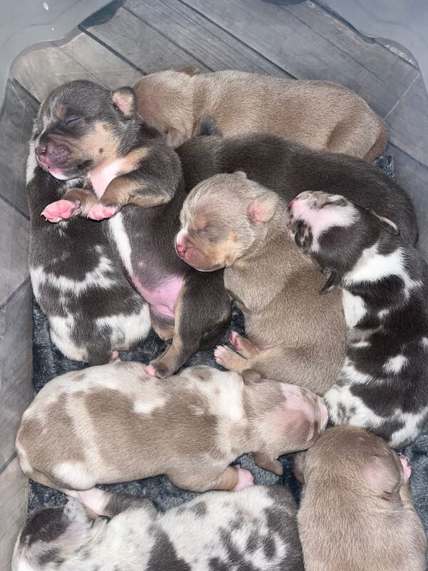 American Bulldog puppies for sale in Belfast, County Antrim – 1 year old - Image 2 of 3