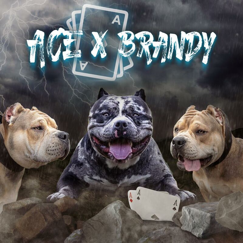 What Size Crate Should I Get For A N American Bully