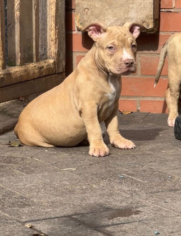 American pocket bully’s AB KC Registered