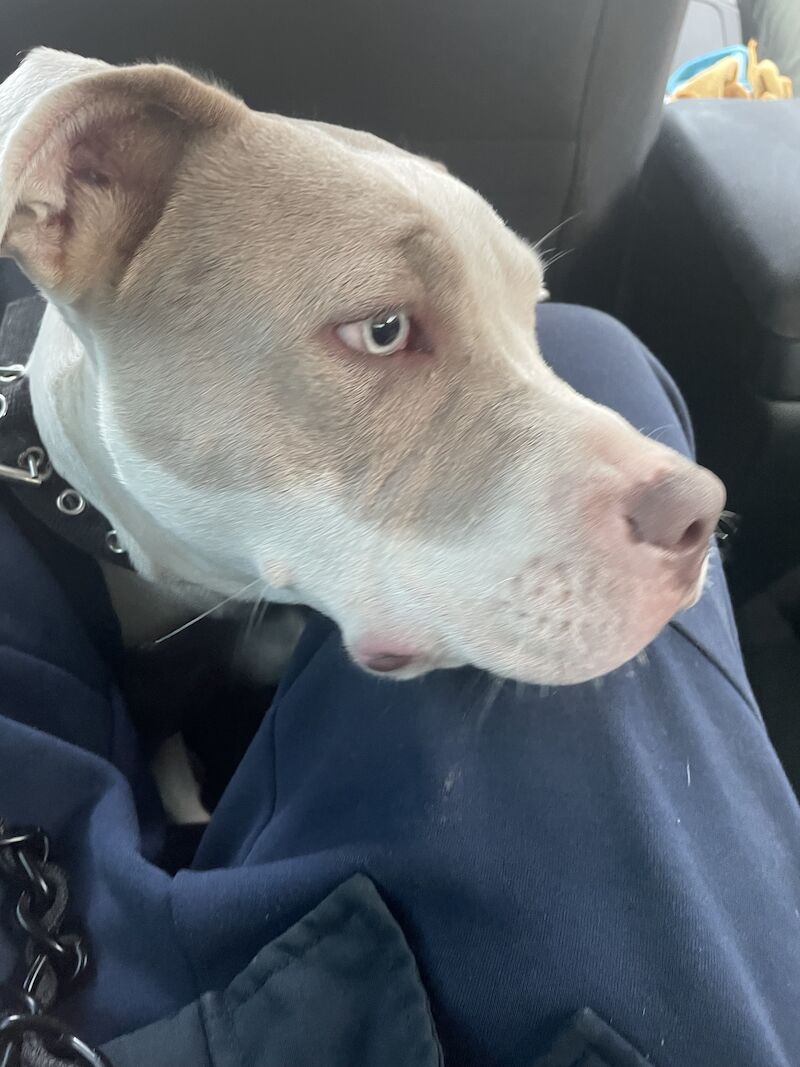 American Bulldog puppies for sale in London – 1 year old - Image 3 of 3