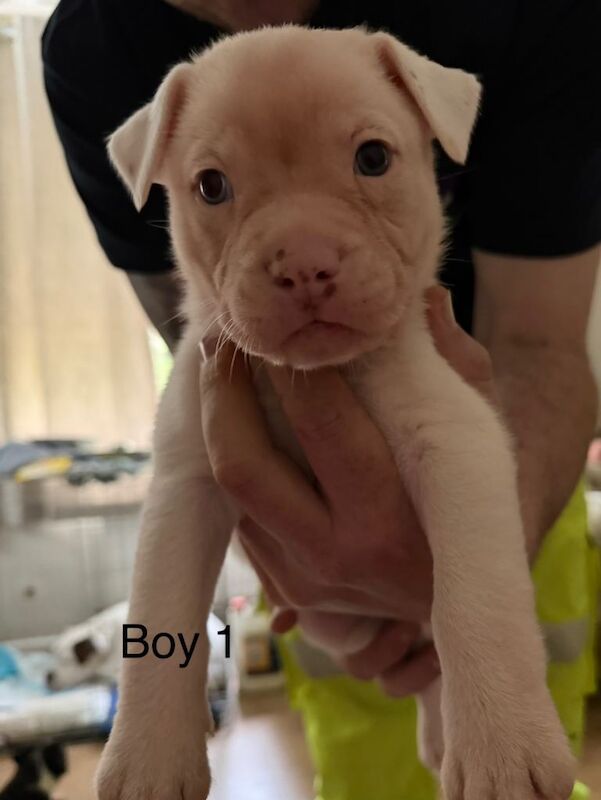American x French bulldogs