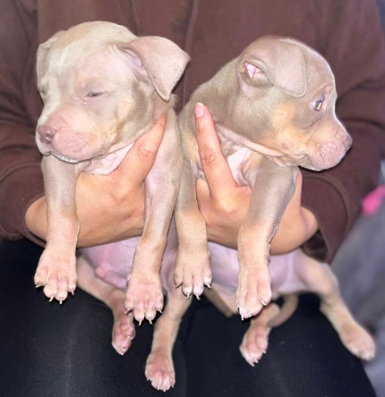 Beautiful XL Bully Puppies Ready Soon American Bulldog Puppies For