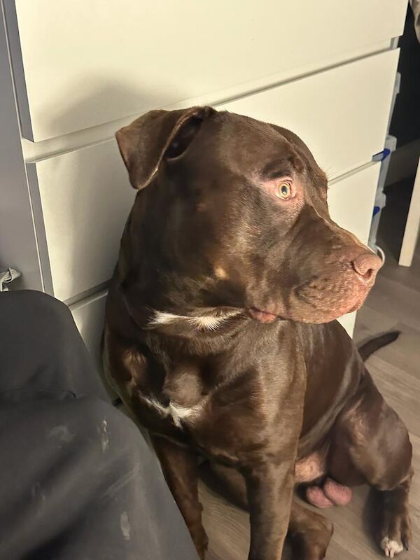 1year Old KC Registered American Bully For Sale in Newcastle Under Lyme