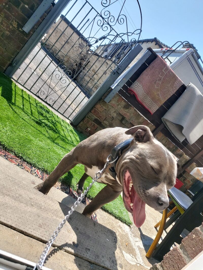 American Xl Dog American Bulldog Puppies For Sale in Lancashire