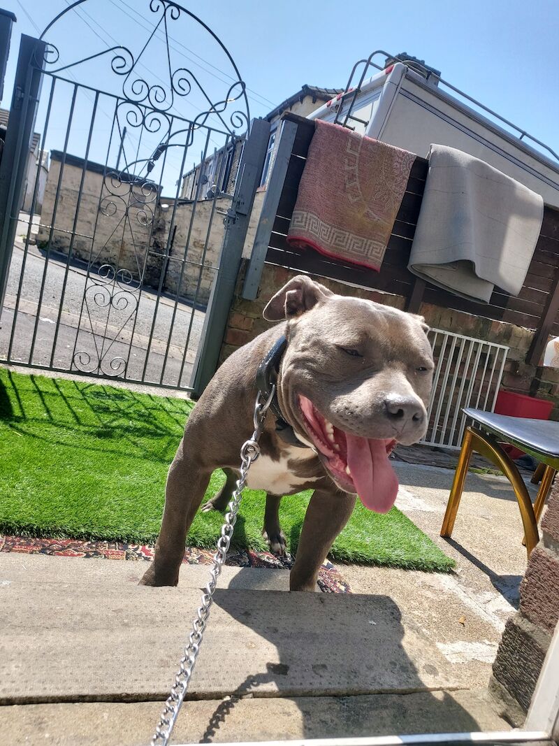 American Xl Dog American Bulldog Puppies For Sale in Lancashire