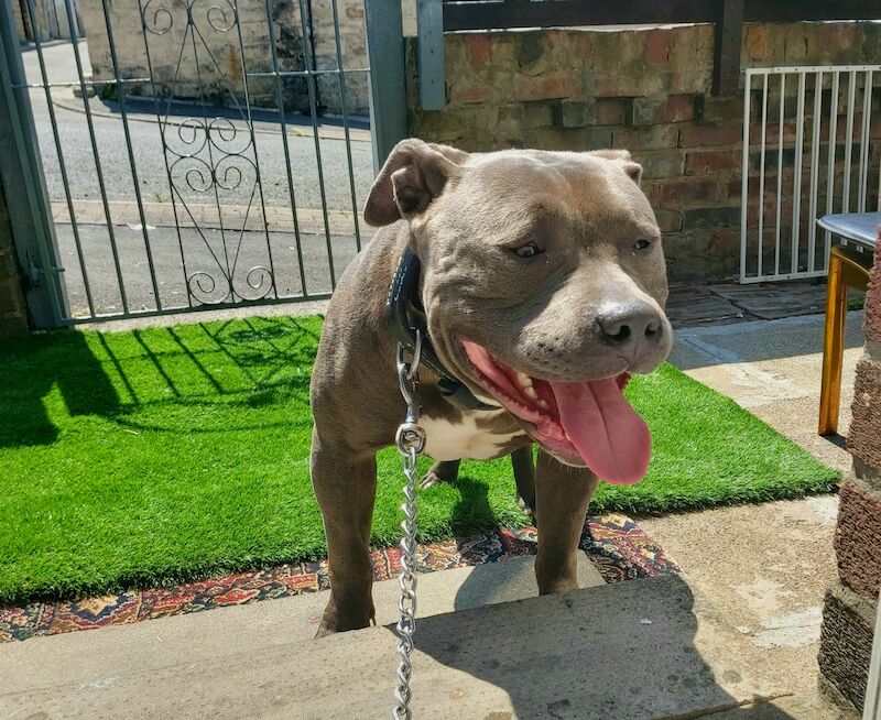 American Xl Dog American Bulldog Puppies For Sale in Lancashire