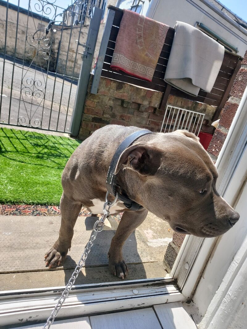 American Xl Dog American Bulldog Puppies For Sale in Lancashire