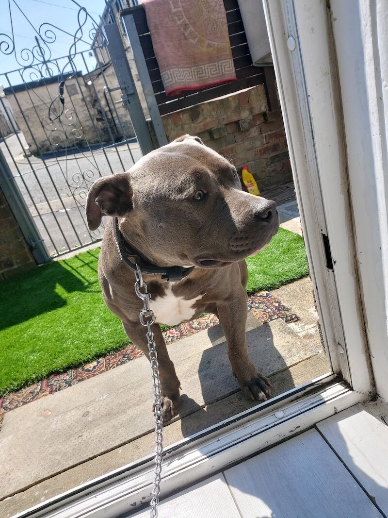American Xl Dog American Bulldog Puppies For Sale in Lancashire