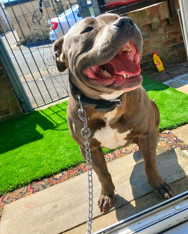 American Xl Dog American Bulldog Puppies For Sale in Lancashire