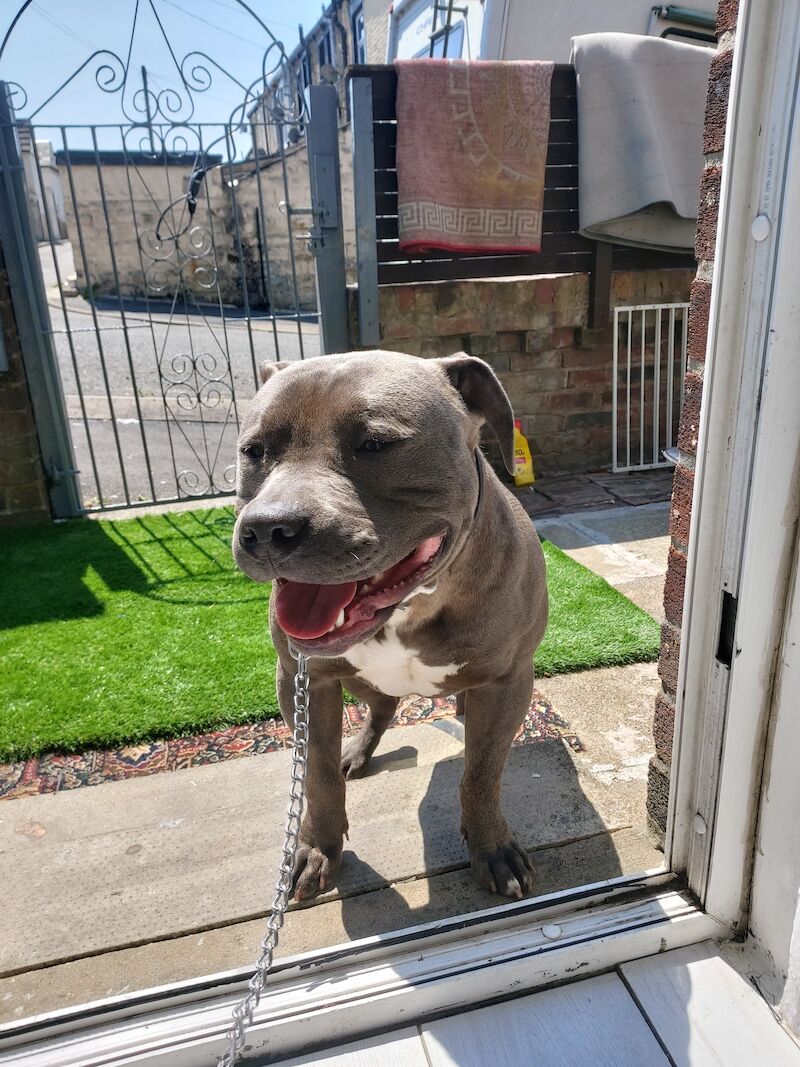 American Xl Dog American Bulldog Puppies For Sale in Lancashire