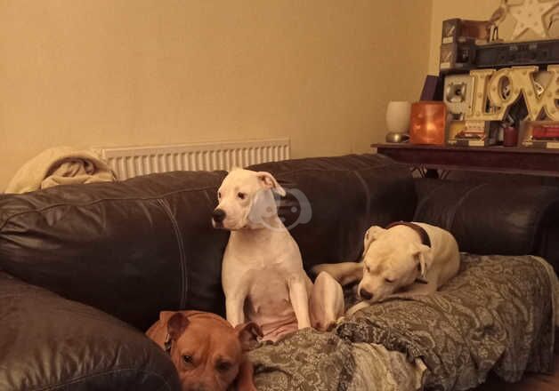 American Bulldog puppies for sale in Oldham, Greater Manchester – 12 months old - Image 1 of 4