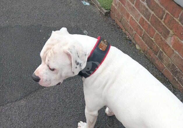 American Bulldog puppies for sale in Oldham, Greater Manchester – 12 months old - Image 3 of 4