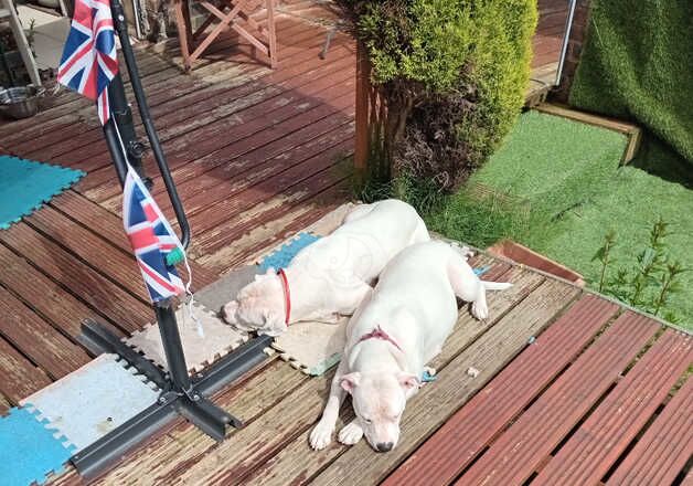 American Bulldog puppies for sale in Oldham, Greater Manchester – 12 months old - Image 4 of 4