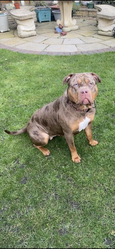 American Bulldog puppies for sale in M28 – KC registered, 4 years old - Image 2 of 3