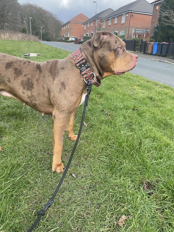 American Bulldog puppies for sale in M28 – KC registered, 4 years old - Image 3 of 3