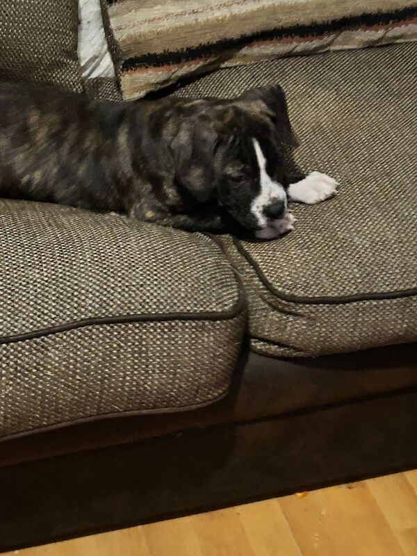 American Bully Puppies For Sale