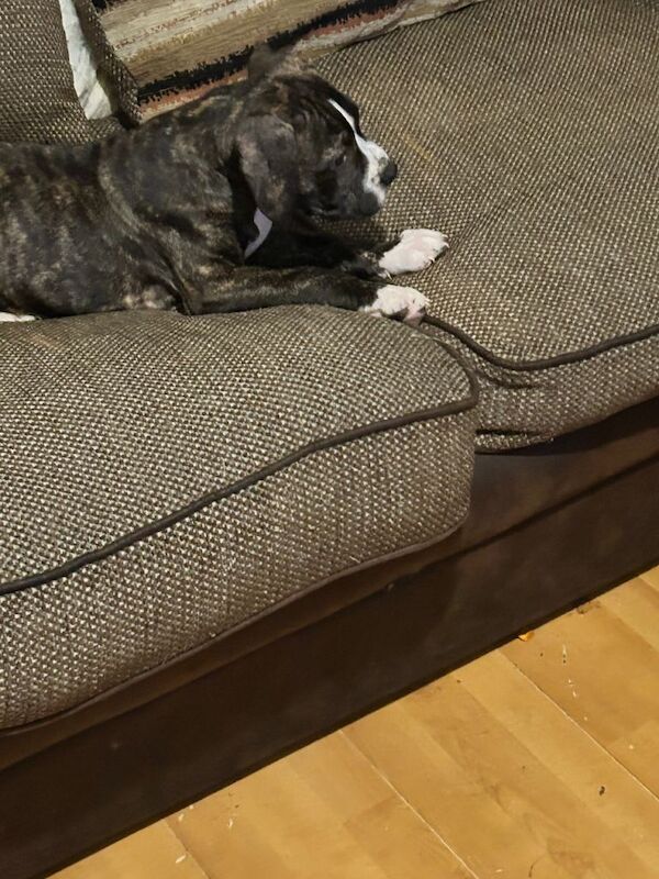 Bailey last in litter to find a loving home xx - Image 2 of 4