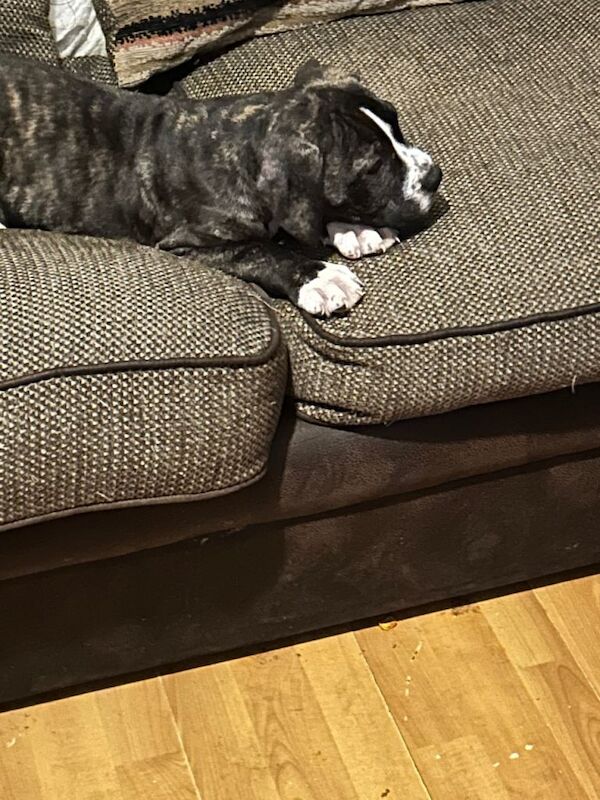 Bailey last in litter to find a loving home xx - Image 4 of 4