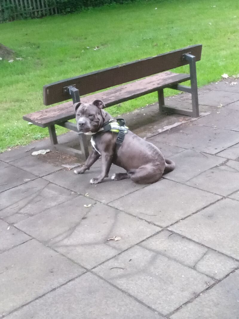 Bear xl bully for sale in Glasgow, Glasgow City | Image 2