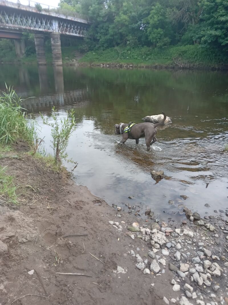 American Bulldog puppies for sale in Glasgow, Glasgow City – 1 year old - Image 4 of 5