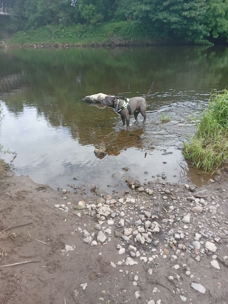 American Bulldog puppies for sale in Glasgow, Glasgow City – 1 year old - Image 5 of 5