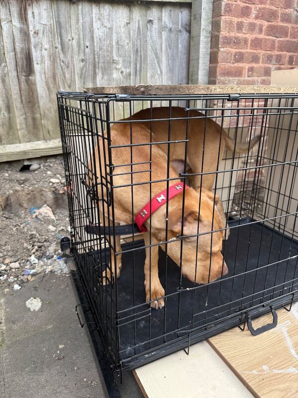 American Bulldog puppies for sale in Handsworth, West Midlands – 1 year old