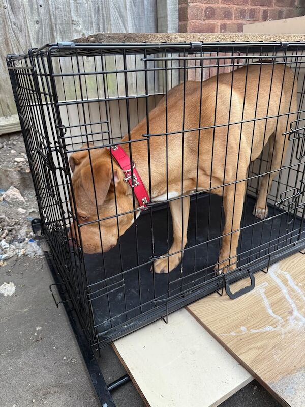American Bulldog puppies for sale in Handsworth, West Midlands – 1 year old - Image 2 of 3