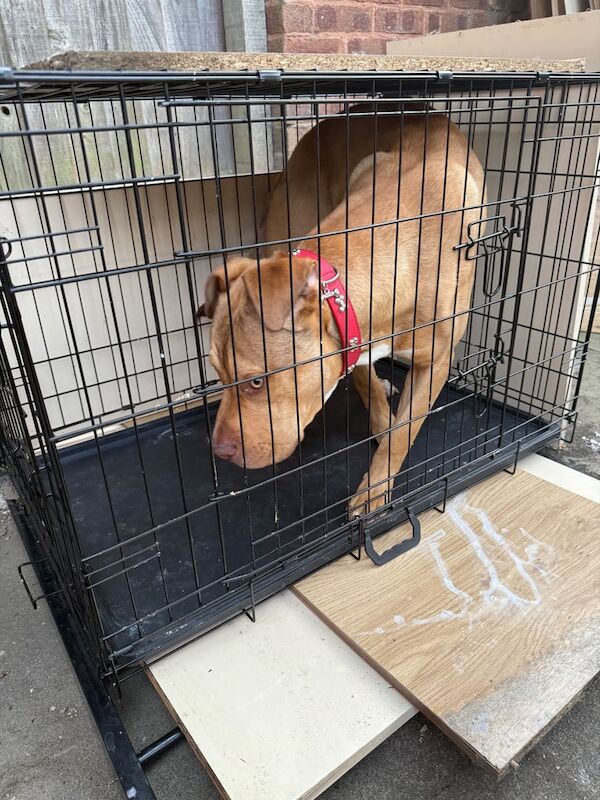 American Bulldog puppies for sale in Handsworth, West Midlands – 1 year old - Image 3 of 3