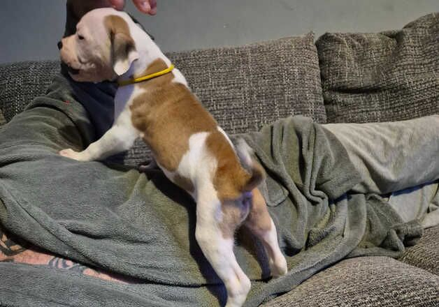 American Bulldog puppies for sale in Billingham, Durham – 1 year old - Image 2 of 2