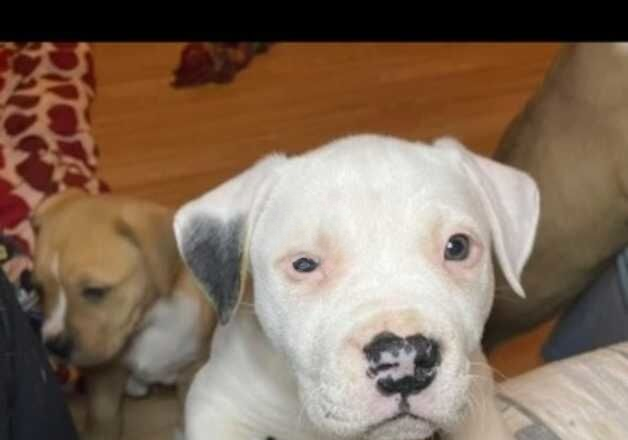 American Bulldog puppies for sale in Greenwich, Greater London – 1 year old - Image 3 of 3