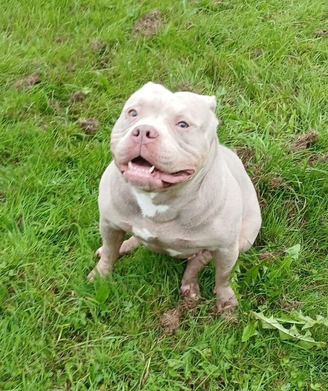 American Bulldog puppies for sale in Bangor, County Down – 3 years old