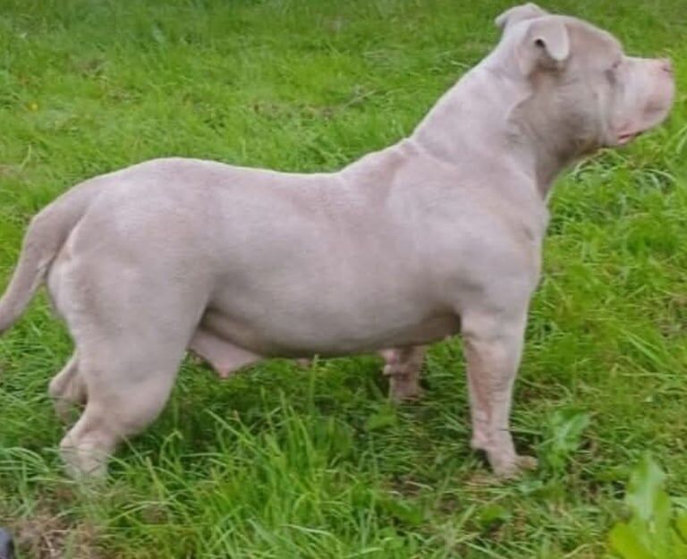 American Bulldog puppies for sale in Bangor, County Down – 3 years old - Image 2 of 3