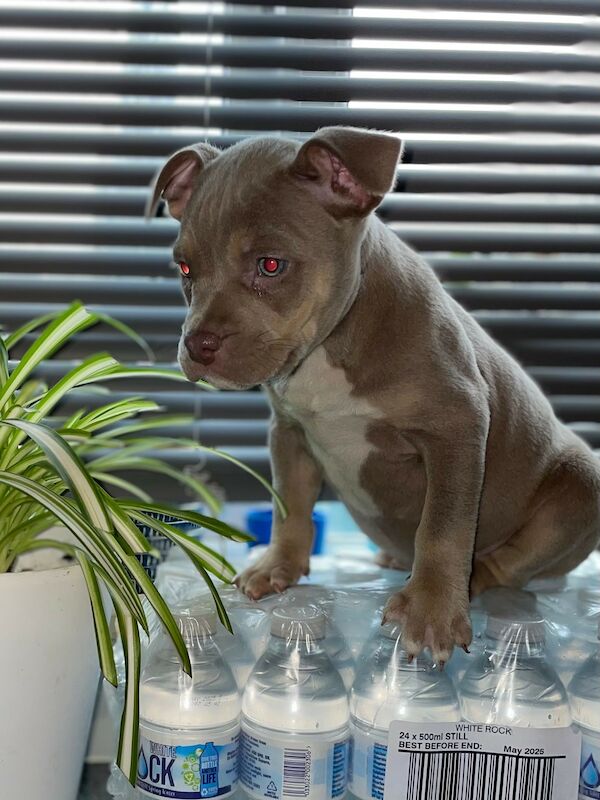 Xl American Bully Puppies For Sale in Sheerness, Kent