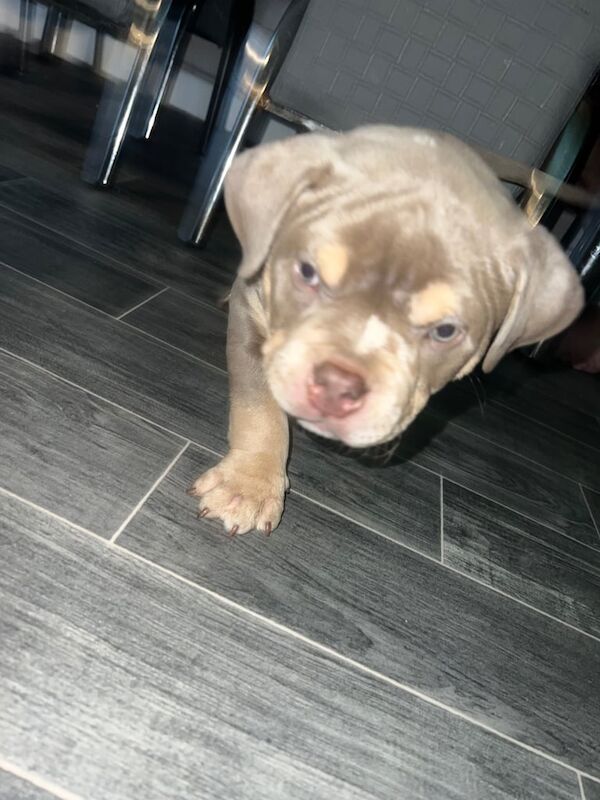 Beautiful American pocket bully for sale in Hoyland, South Yorkshire