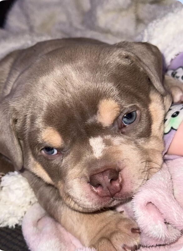 Beautiful American pocket bully for sale in Hoyland, South Yorkshire - Image 2