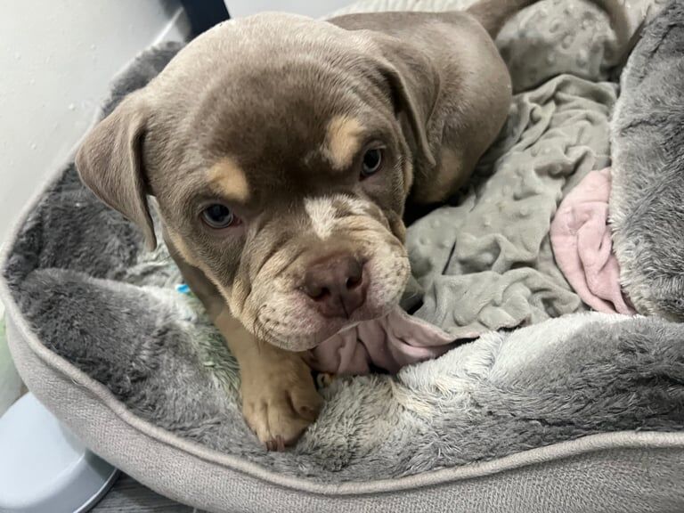 Beautiful American pocket bully for sale in Hoyland, South Yorkshire - Image 3