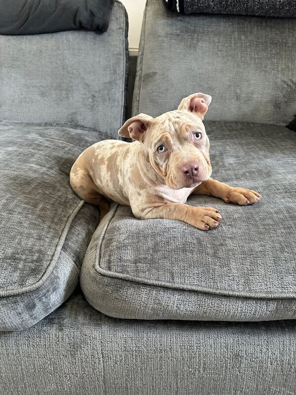 American Bulldog puppies for sale in Doncaster, South Yorkshire – 3 months old