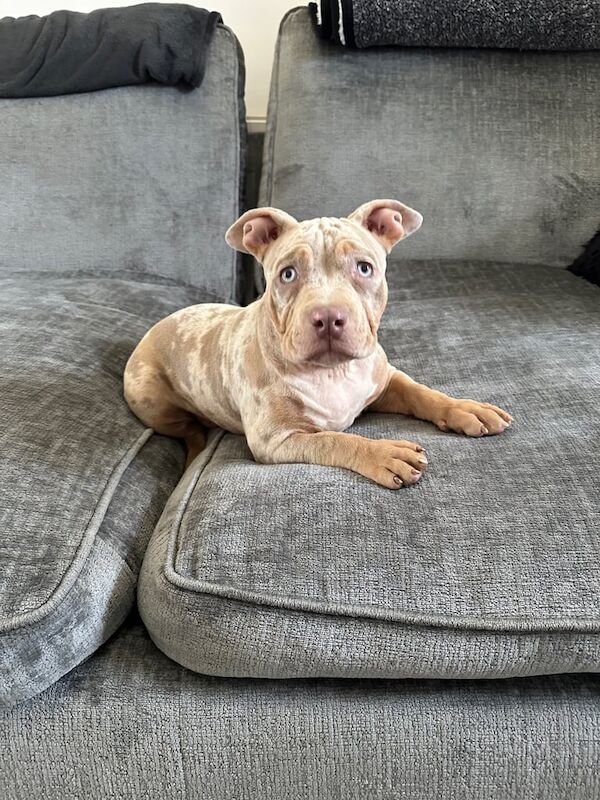 American Bulldog puppies for sale in Doncaster, South Yorkshire – 3 months old - Image 2 of 3