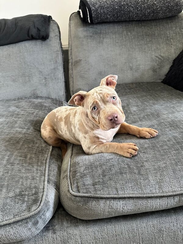 American Bulldog puppies for sale in Doncaster, South Yorkshire – 3 months old - Image 3 of 3