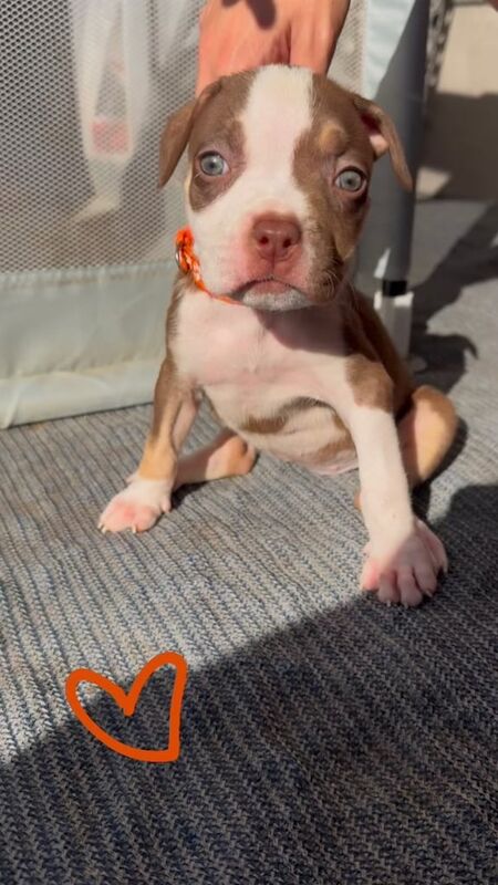 American Bulldog puppies for sale in Kettering, Northamptonshire – 7 weeks old - Image 2 of 3