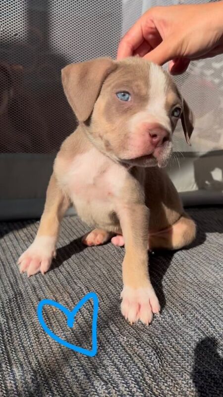 American Bulldog puppies for sale in Kettering, Northamptonshire – 7 weeks old - Image 3 of 3
