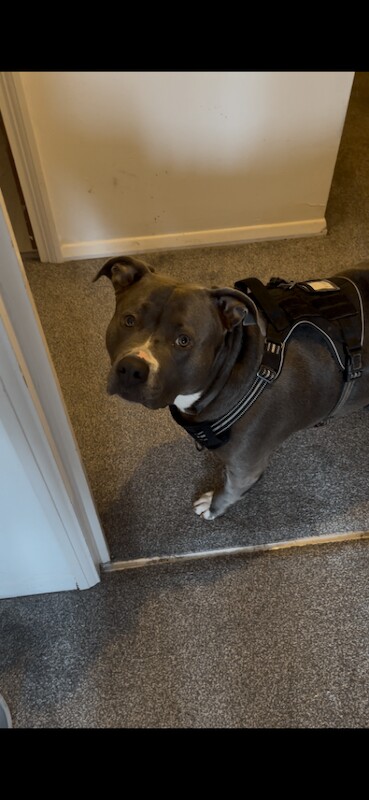 American Bully Puppies For Sale