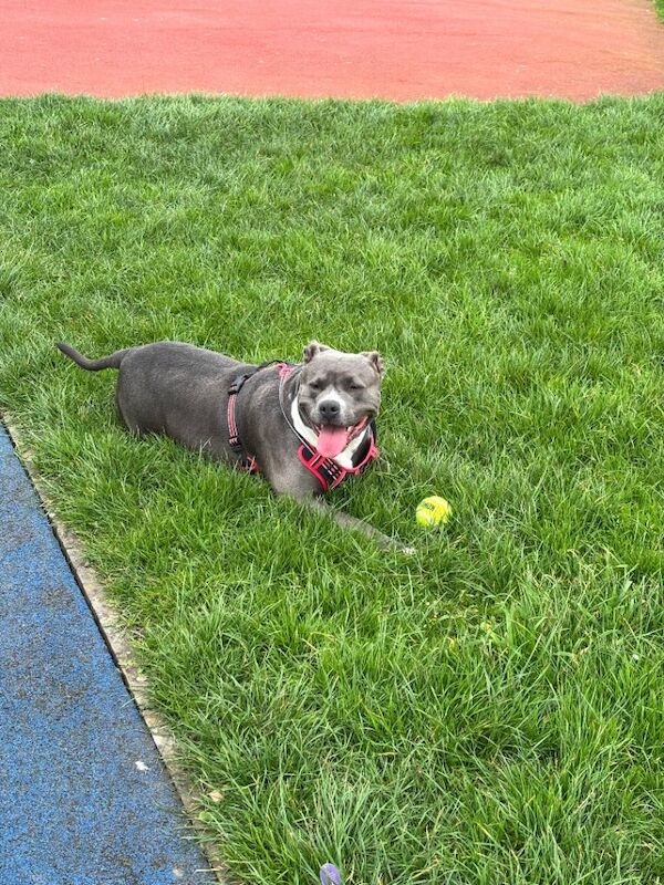 Beautiful Blue Bully girl looking for a new - Image 2 of 2
