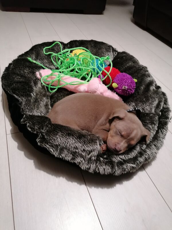 Beautiful Bully American Bulldog Puppies For Sale in Newcastle upon