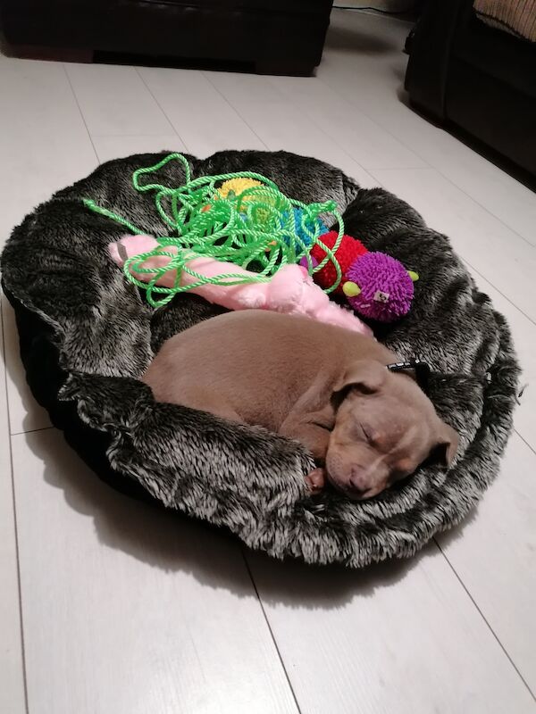 Beautiful Bully American Bulldog Puppies For Sale in Newcastle upon