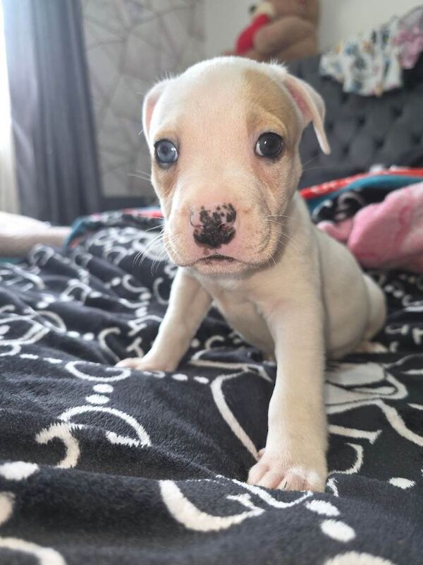 Staffordshire Terrier
