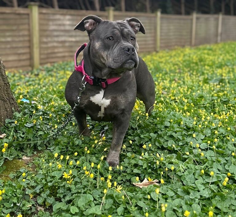 American Bulldog puppies for sale in Taunton, Somerset – 2 years old - Image 1 of 3