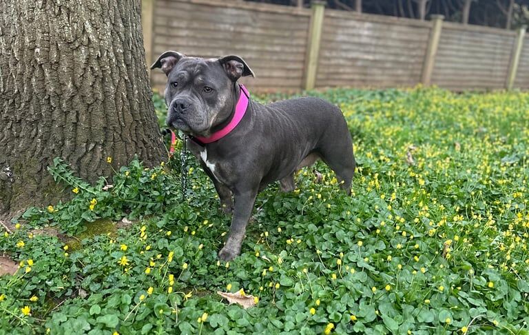 Beautiful female pocket bully for sale in Taunton, Somerset - Image 3