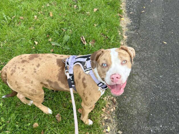 American Bulldog puppies for sale in Manchester, Greater Manchester – 1 year old - Image 1 of 5