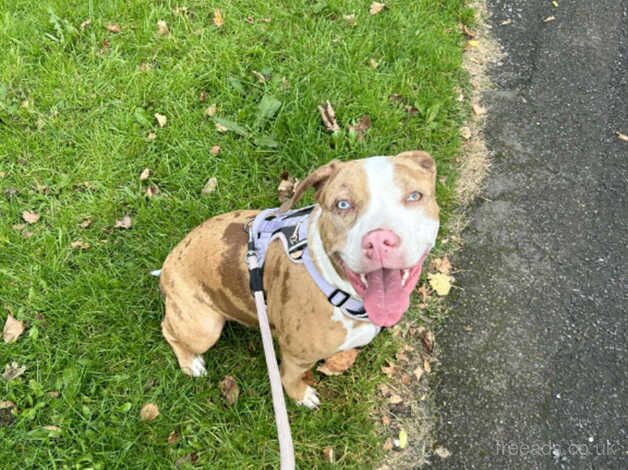 American Bulldog puppies for sale in Manchester, Greater Manchester – 1 year old - Image 2 of 5